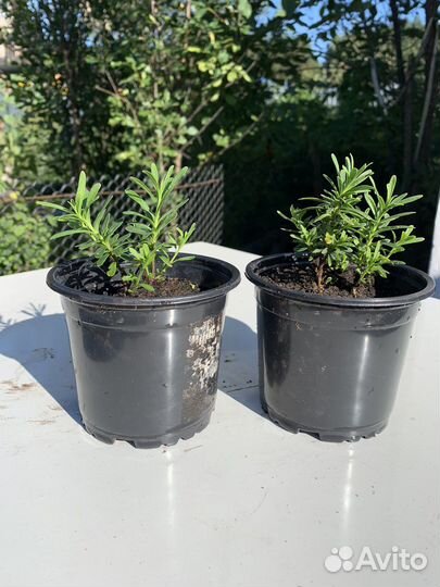 Иберис многолетний