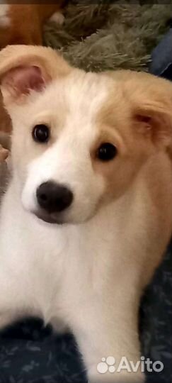 Отдам в добрые руки щенка бесплатно