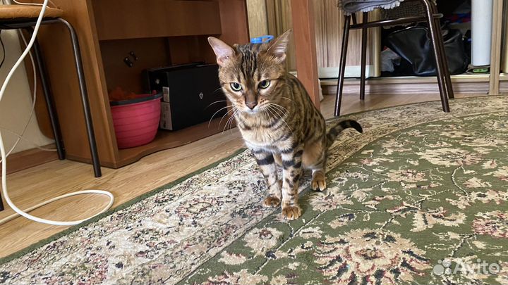 Бенгальский кот