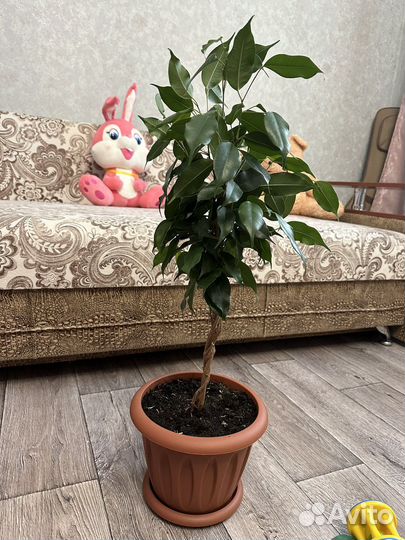 Фикус бенджамина плетеный