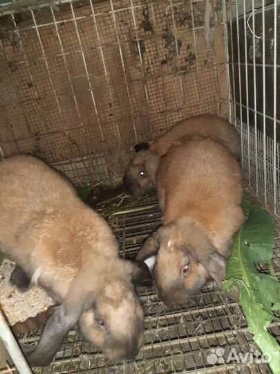 Кролики породы французский баран