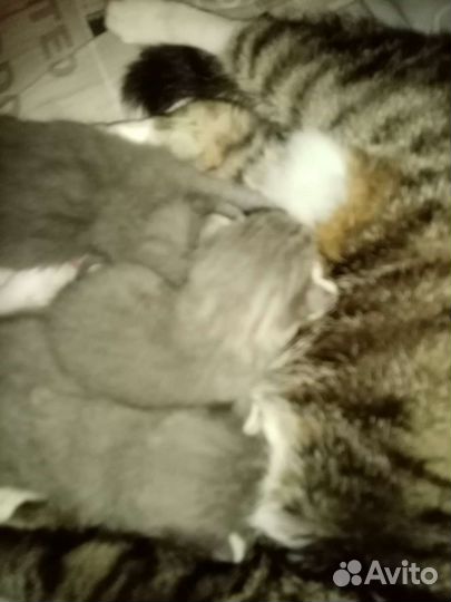 Котята в добрые руки Люберцы