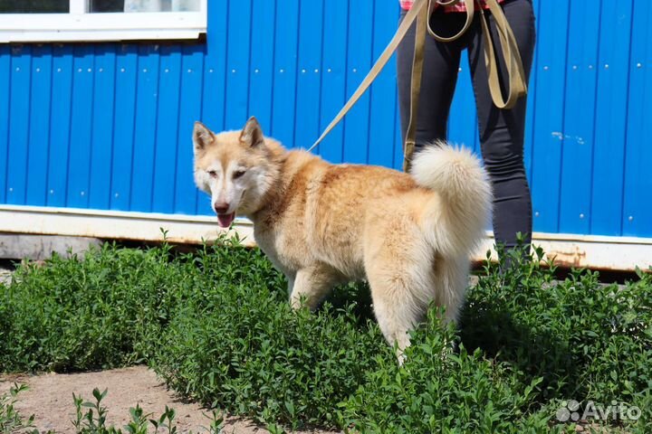 Мини-хаски в дар