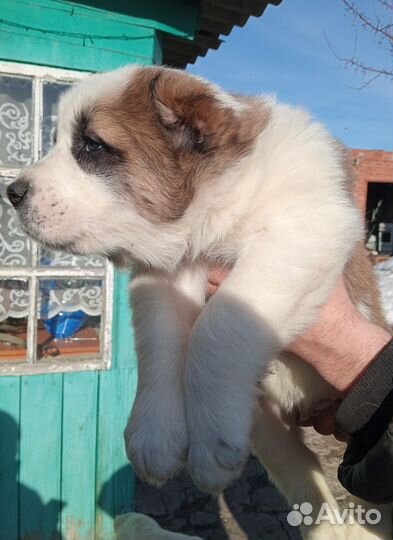 Щенки алабая сао