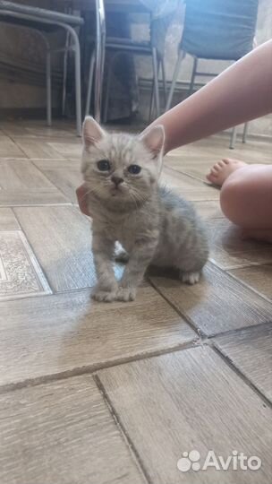 Британские котята