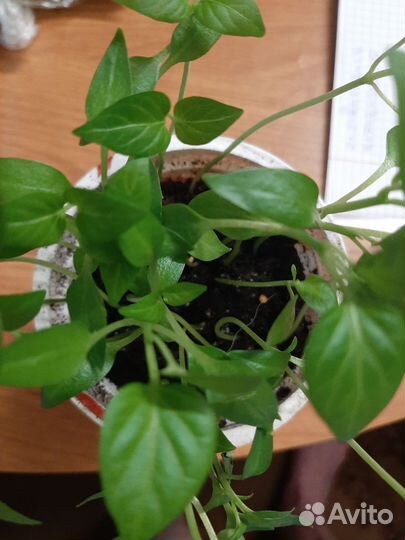 Рассада перца сладкого