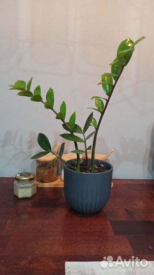 Замиокулькас