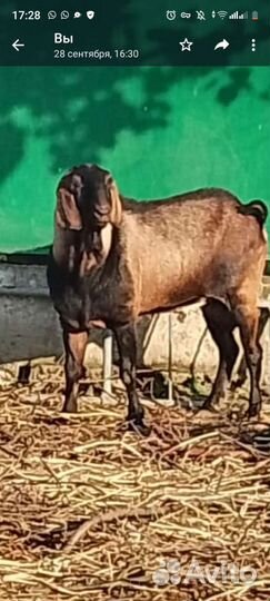 Англо- Нуб 100