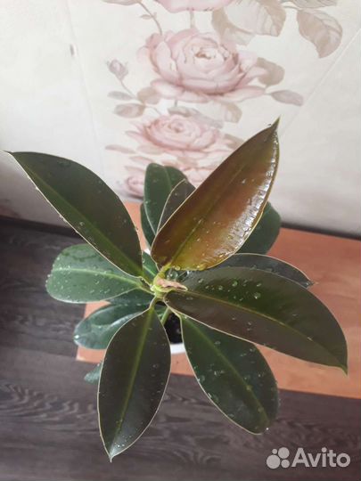 Фикус Мелани