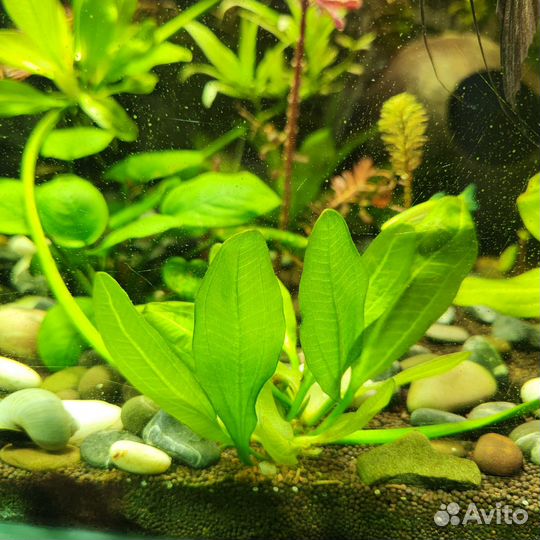 Эхинадорус