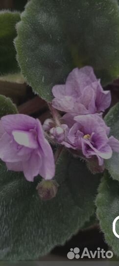 Фиалки трейлеры