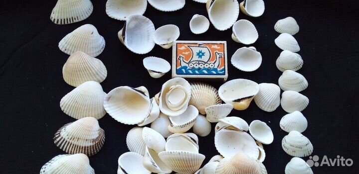 Морские ракушки скафарки