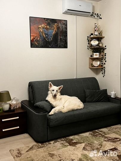 Догситтер/Няня для собак с любовью