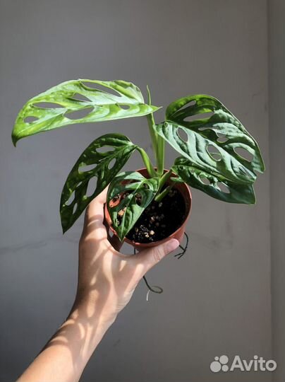 Монстера Фридрихшталя