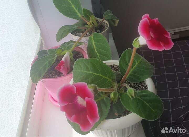 Глоксиния цветущая