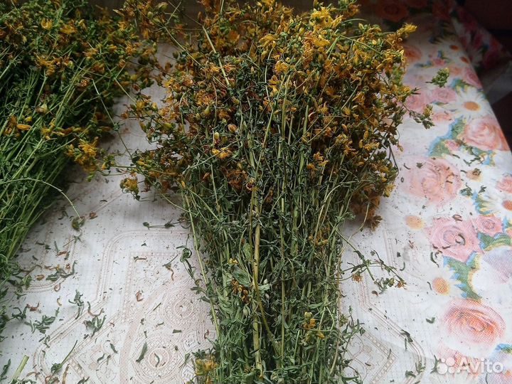 Зверобой трава