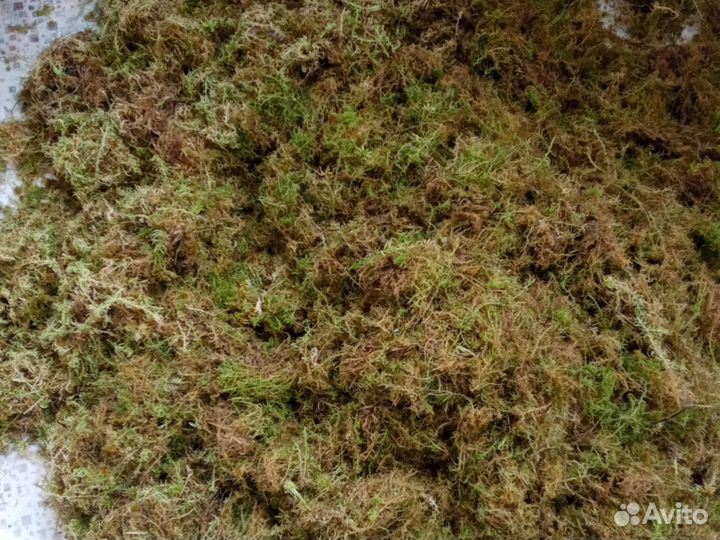Продам мох строительный свежий цена за мешок 50 л
