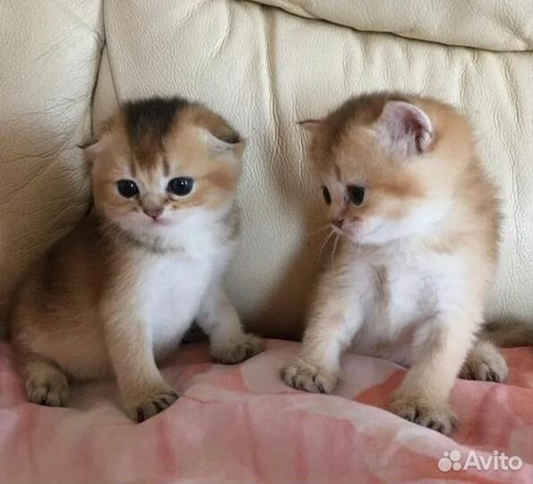 Шотландские котята