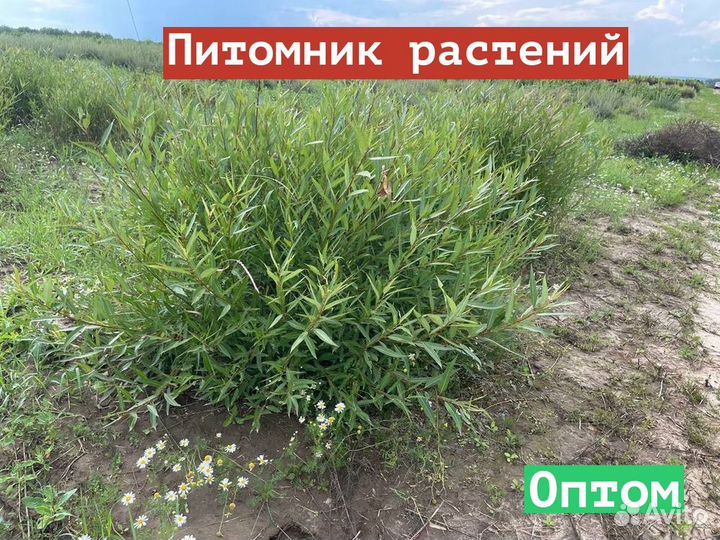 Саженцы Ива Ломкая Bullata (Буллата) оптом