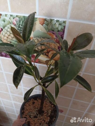 Фикус Найроби штамб