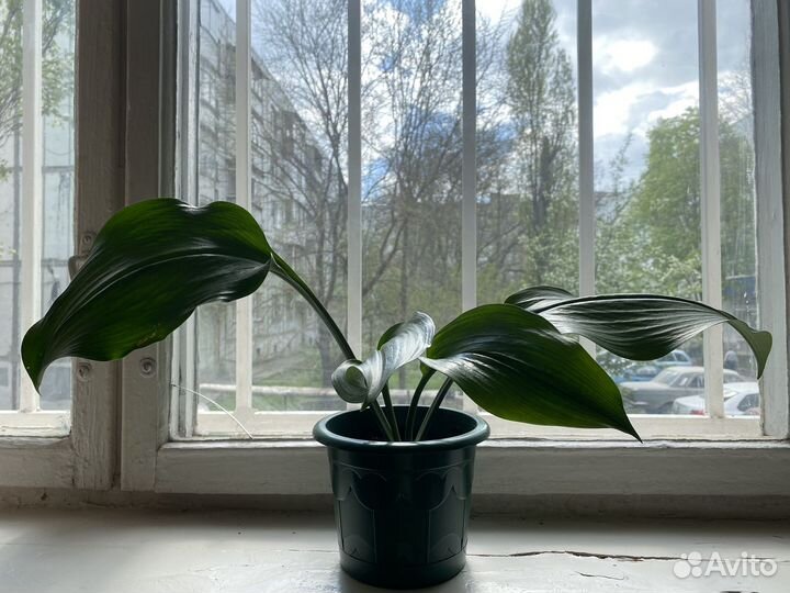 Эухарис амазонская лилия