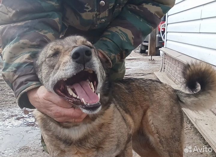 Собака в добрые руки