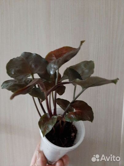 Ароидные и др