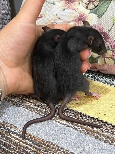 Крысята дамбо крыска крыски крыса