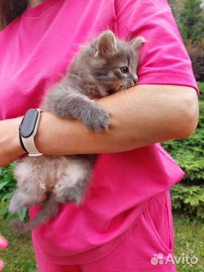 Котенок девочка