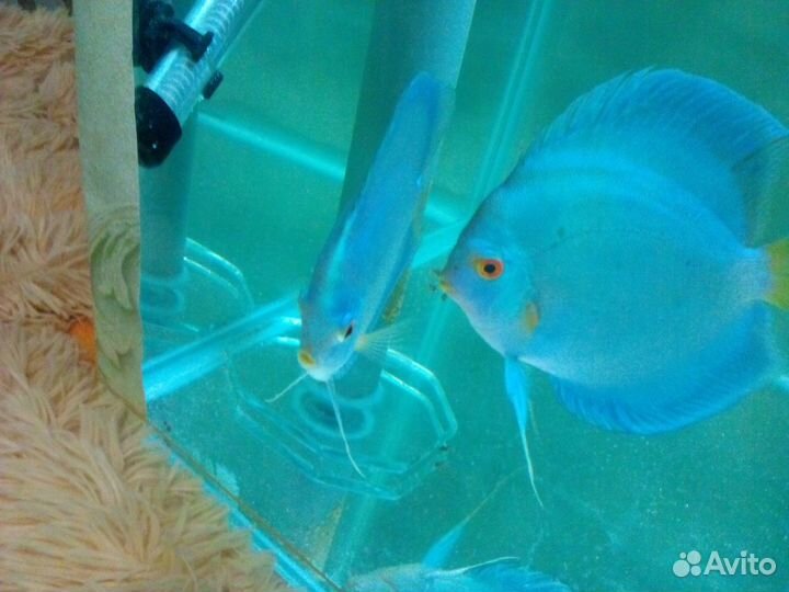 Дискусы (цихлиды)