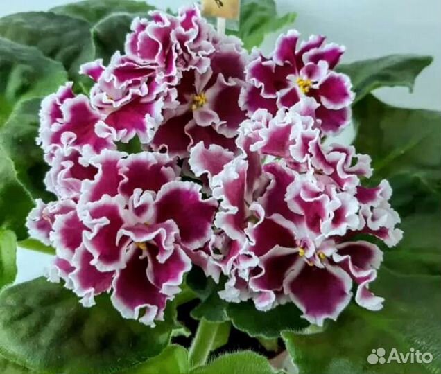 Детки фиалок и укоренённые листочки с детками