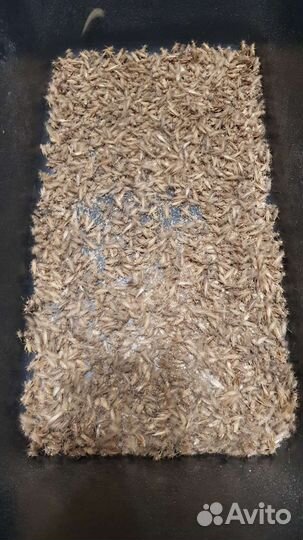 Сверчки домовые