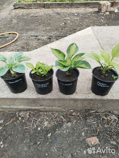 Хосты.27сортов