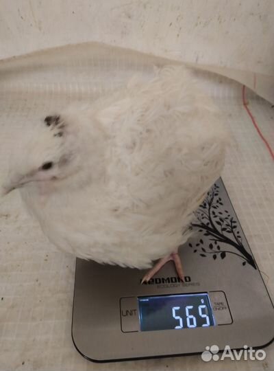 Куры и петухи брама, ухейилюй и другие породы