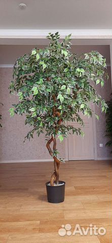 Искусственный фикус