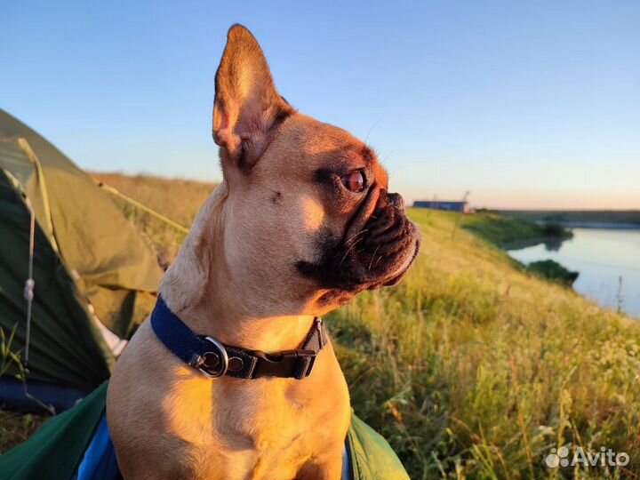 Рисунок на заказ