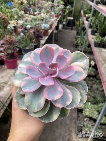 Эхеверии Рейнбоу из питомника растений