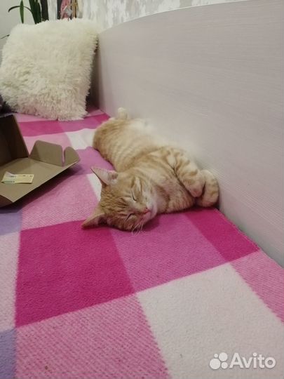 Молодой кот в дар
