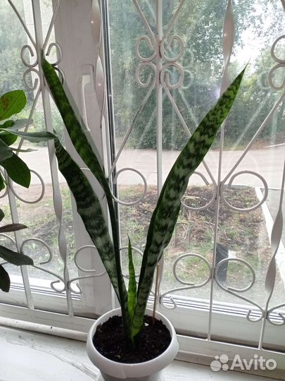 Сансевиерия