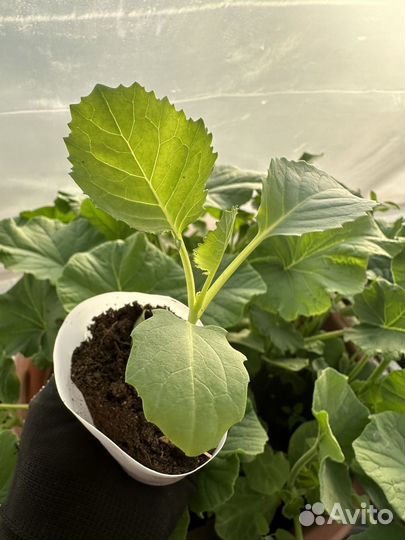 Рассада капусты