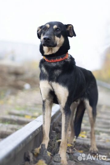 Скромный юный Блэк