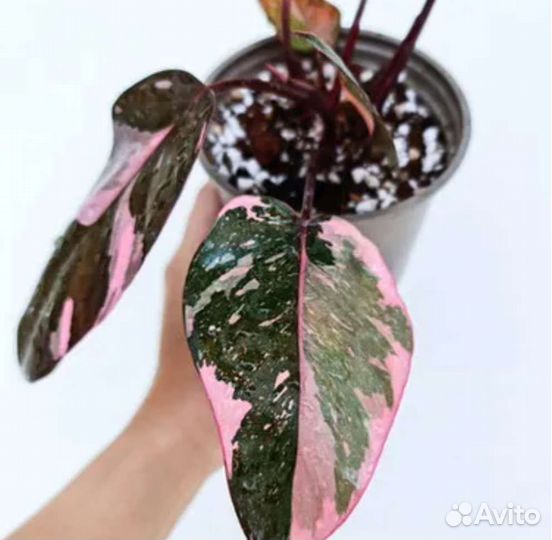 Филодендрон Пинк Принцесс Гэлакси