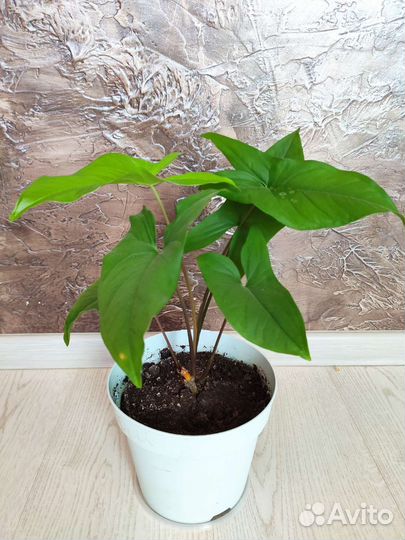 Традесканции, сингониум, сциндапсус, аптения