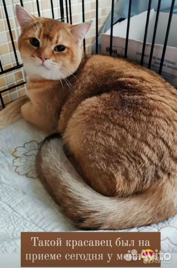 Ветеринарный врач на дом