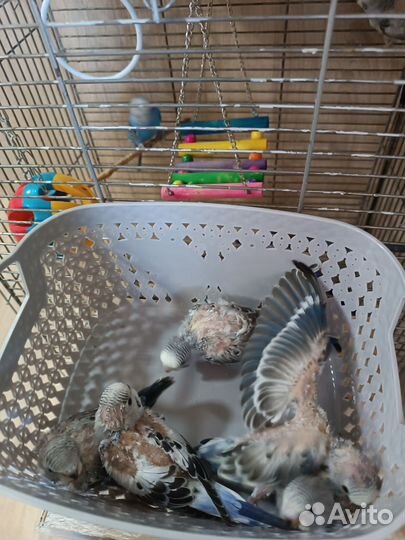 Волнистые попугаи