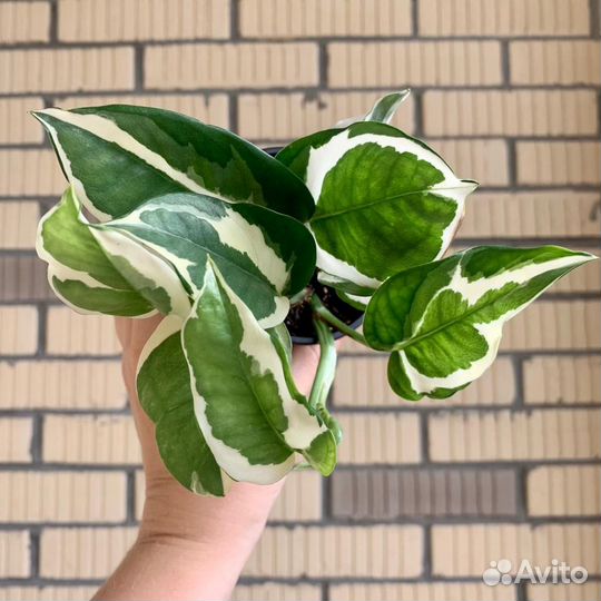 Сциндапсус н джой