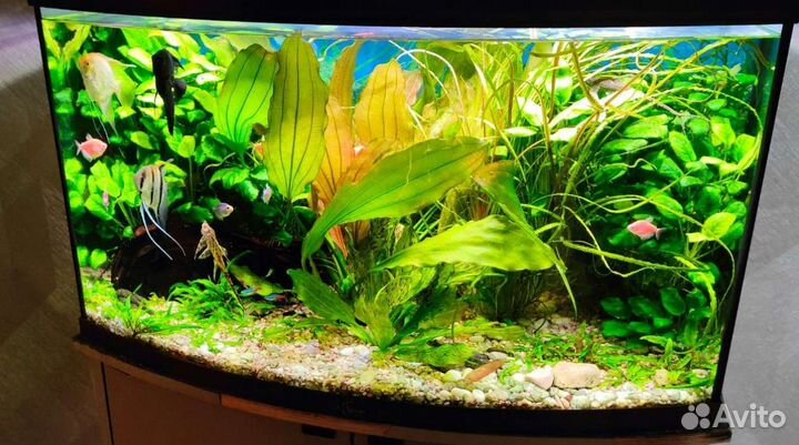 Обслуживание аквариума. Срочный выезд