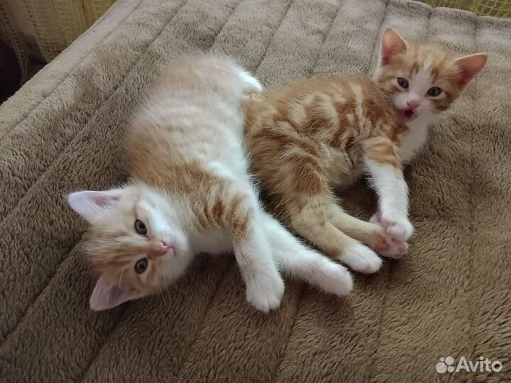 Кошки в добрые руки