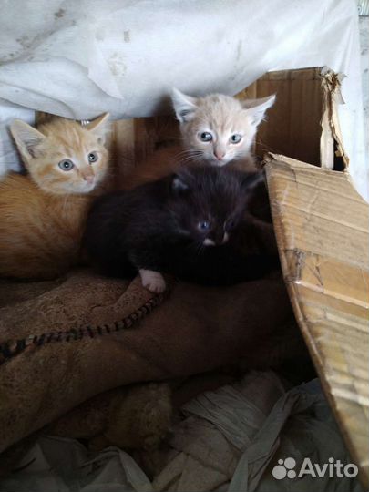 Котята в добрые руки
