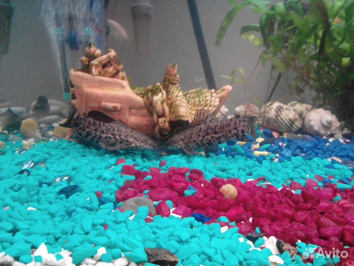 Аквариум на 300 литров